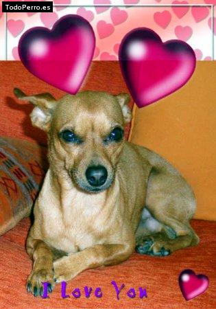 La foto del perro