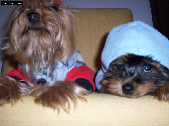 La foto del perro