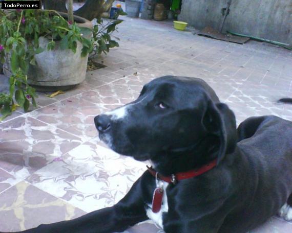 La foto del perro