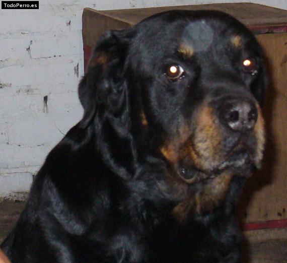 La foto del perro