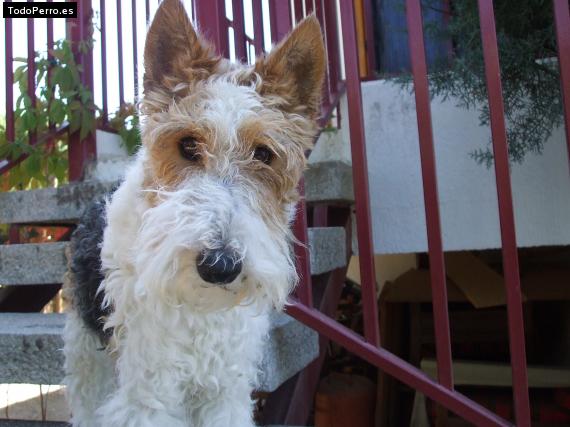 La foto del perro