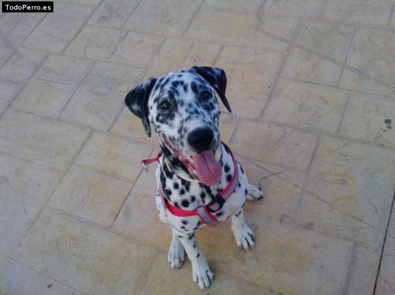 La foto del perro
