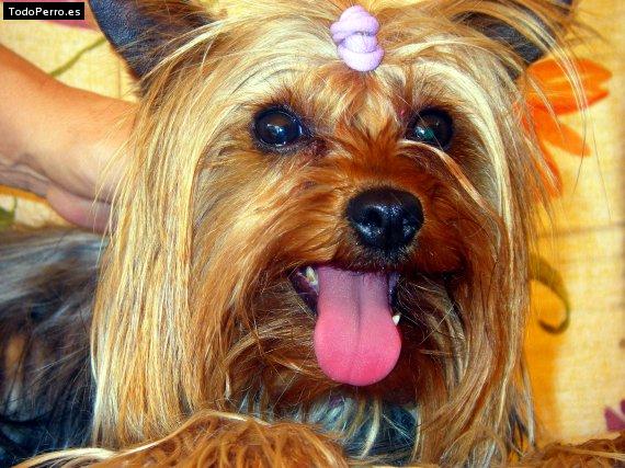 La foto del perro