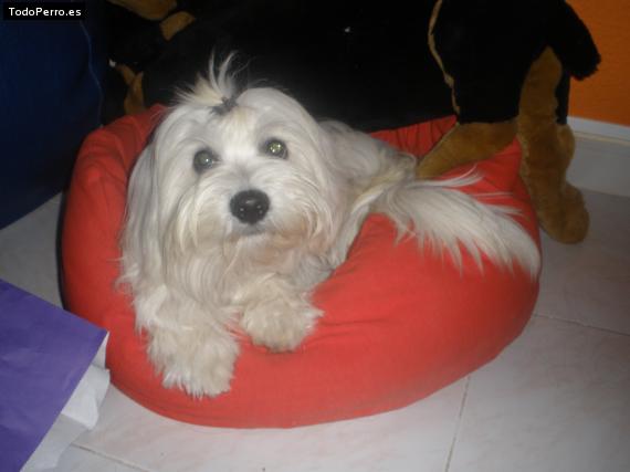 La foto del perro