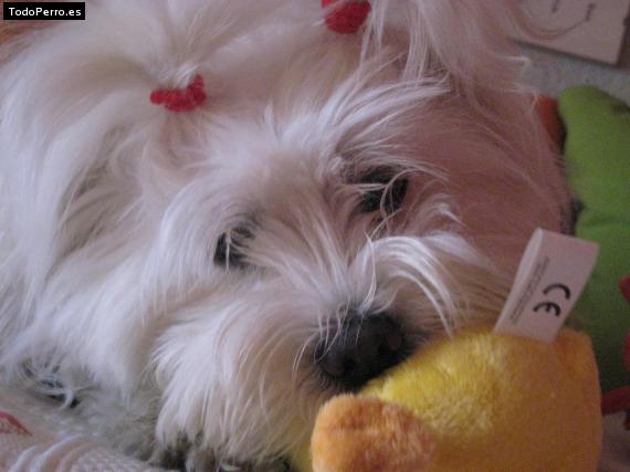 La foto del perro