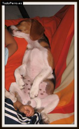 La foto del perro