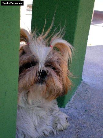 La foto del perro