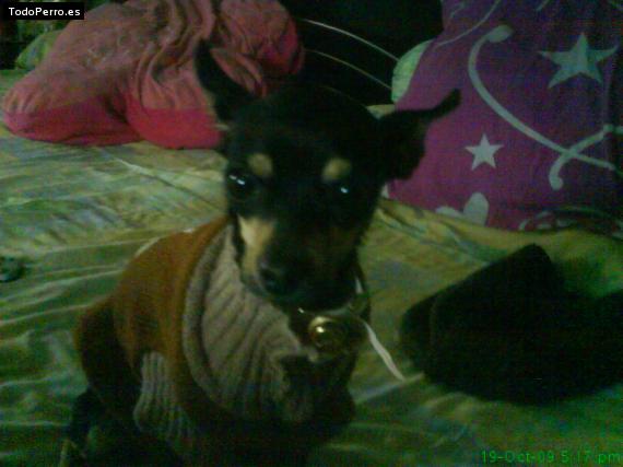 La foto del perro