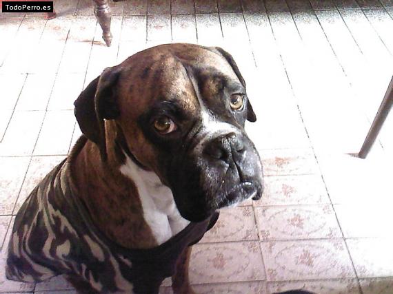 La foto del perro