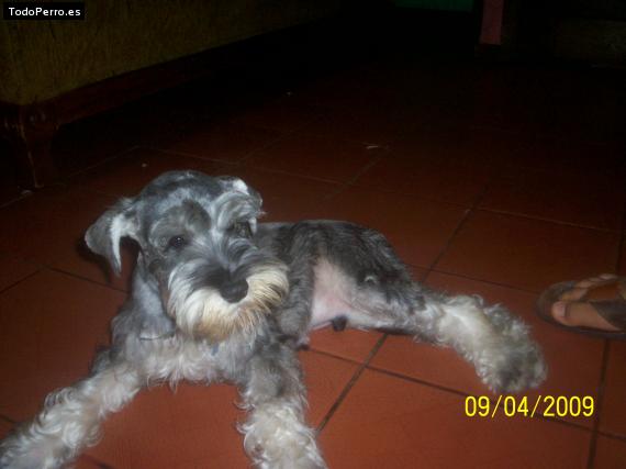 La foto del perro