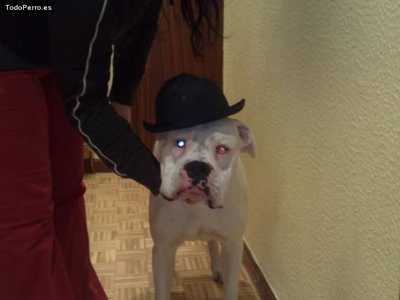 La foto del perro