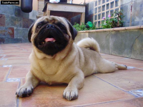La foto del perro