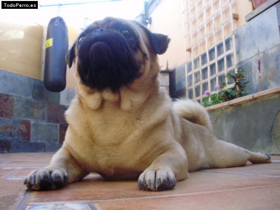 La foto del perro