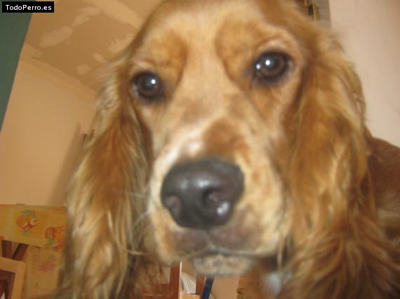 La foto del perro