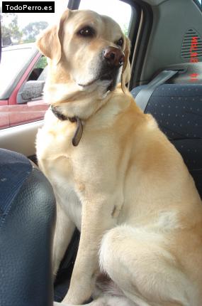 La foto del perro
