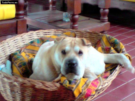 La foto del perro