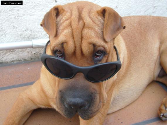 La foto del perro