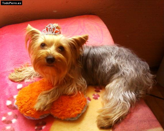 La foto del perro