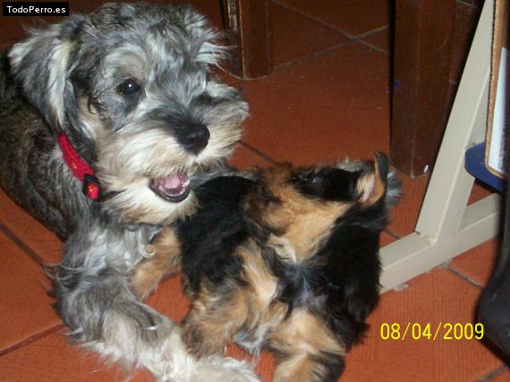 La foto del perro