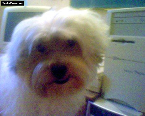 La foto del perro