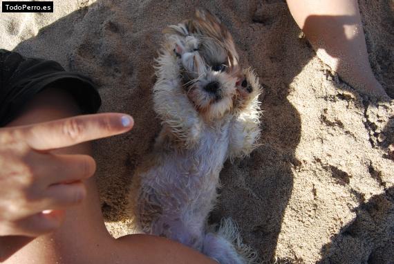 La foto del perro