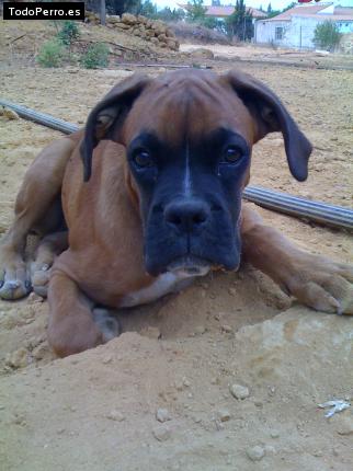 La foto del perro