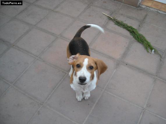 La foto del perro