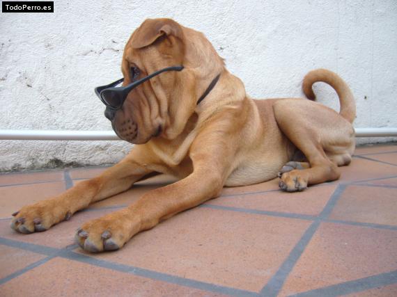 La foto del perro