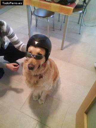 La foto del perro