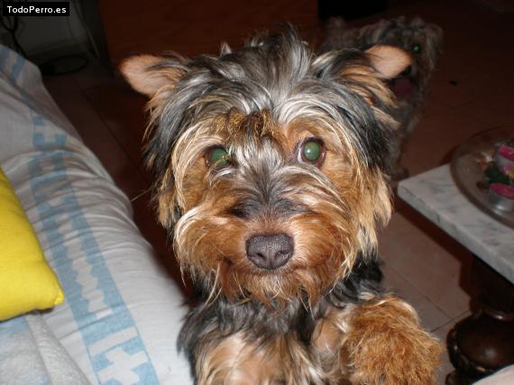 La foto del perro