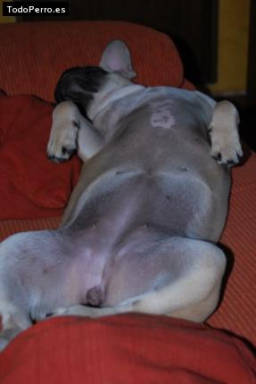La foto del perro