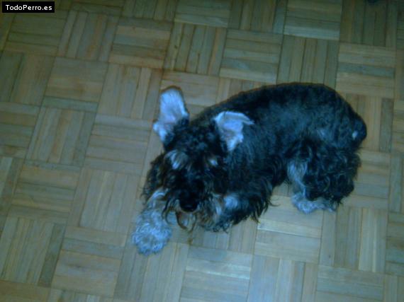 La foto del perro