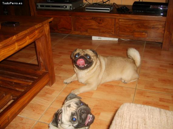 La foto del perro