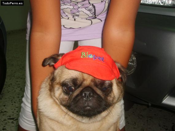 La foto del perro