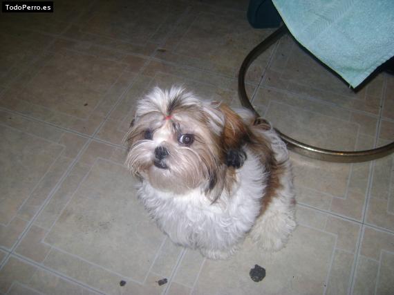 La foto del perro