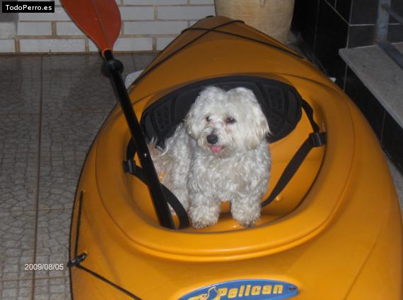 La foto del perro