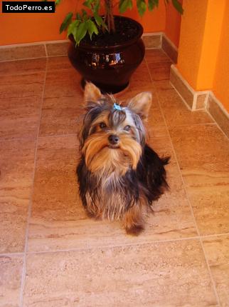 La foto del perro