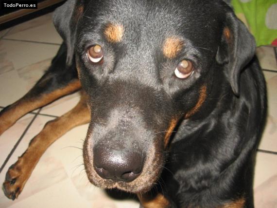 La foto del perro