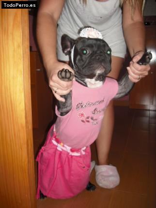 La foto del perro