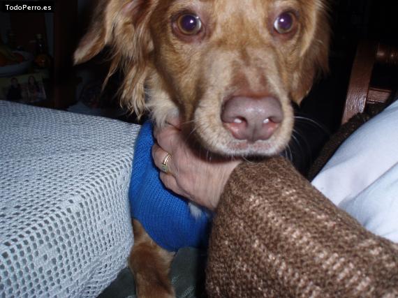 La foto del perro
