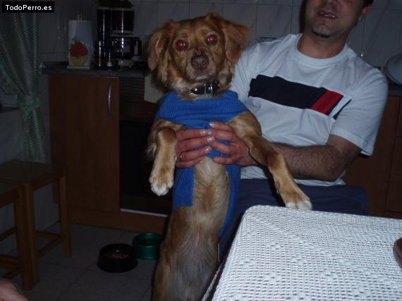 La foto del perro