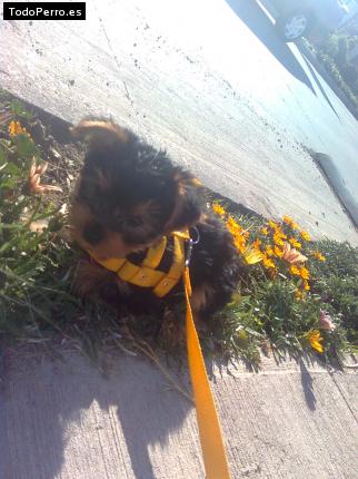 La foto del perro