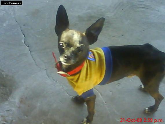La foto del perro