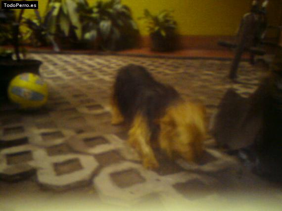 La foto del perro