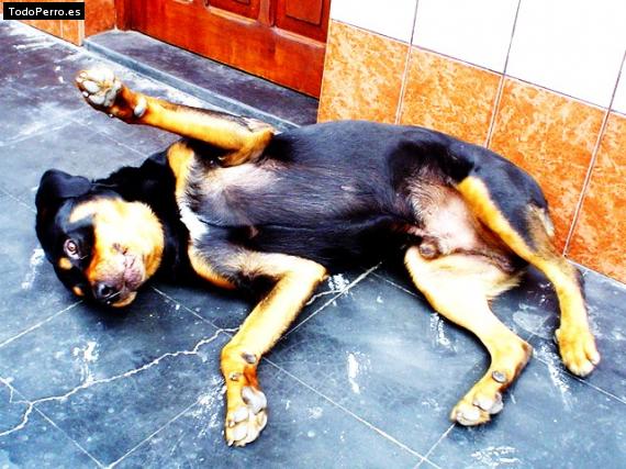 La foto del perro
