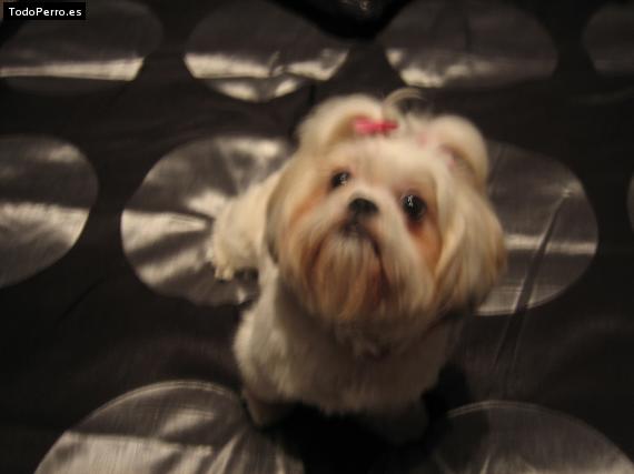 La foto del perro