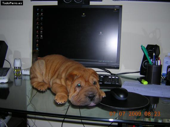 La foto del perro