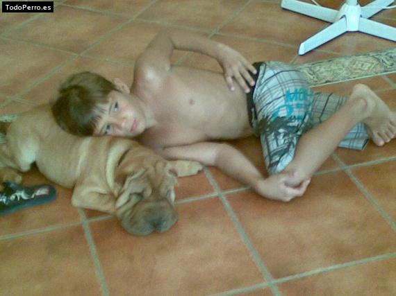 La foto del perro