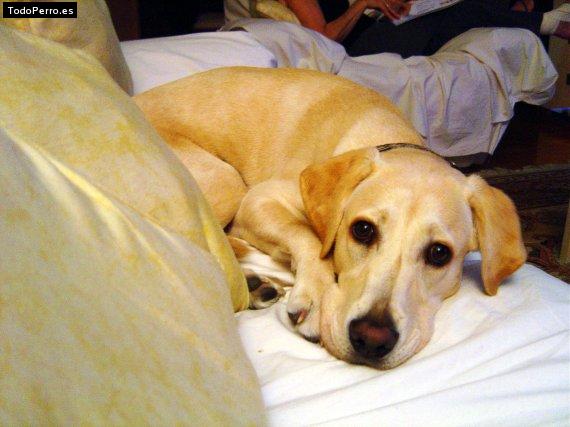 La foto del perro