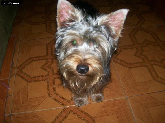 La foto del perro